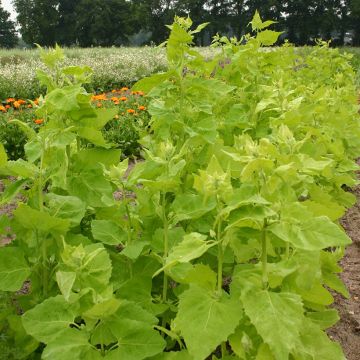 Arroche Rouge Bio - Ferme de Sainte Marthe