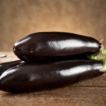 Aubergine de Barbentane en plants - Aubergine longue