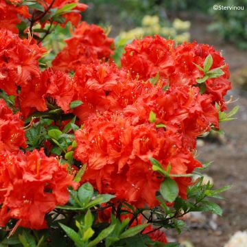 Azalée de Chine Mary Poppins - Rhododendron hybride  Knaphill - Exbury