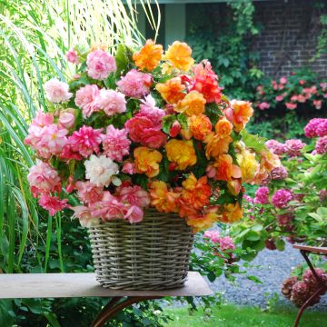 Begonia Pink Balcony - Begonia  retombant