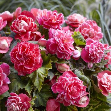 Begonia Grandiflora Jaune