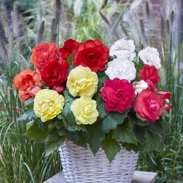 Begonia Grandiflora Rouge