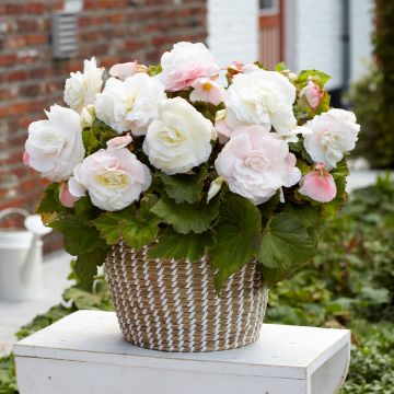 Begonia Grandiflora Rouge