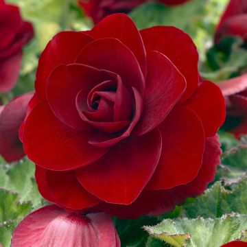 Begonia Grandiflora Jaune