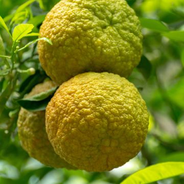 Bergamote Fantastico - Citrus bergamia