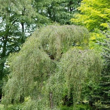 Betula pendula Youngii - Bouleau pleureur