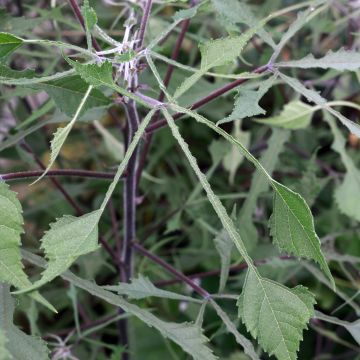 Broussonetia papyrifera - Mûrier de Chine ou à papier