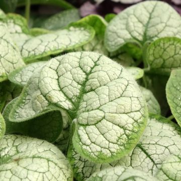 Brunnera macrophylla Silver Heart® - Myosotis du Caucase