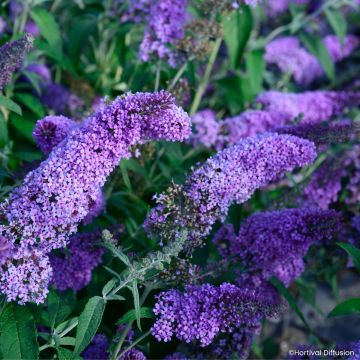 Buddleia davidii Rêve de Papillon Pink - Arbre aux papillons