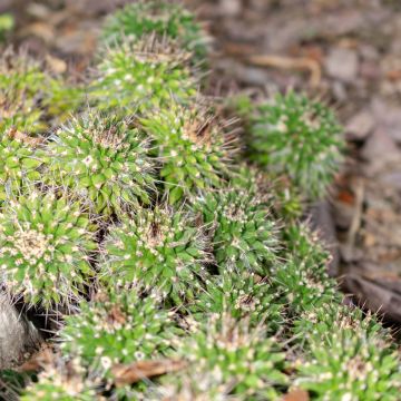 Cactus - Mammillaria compressa