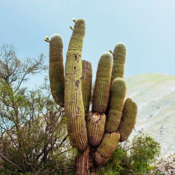 Cactus - Pachycereus pringlei