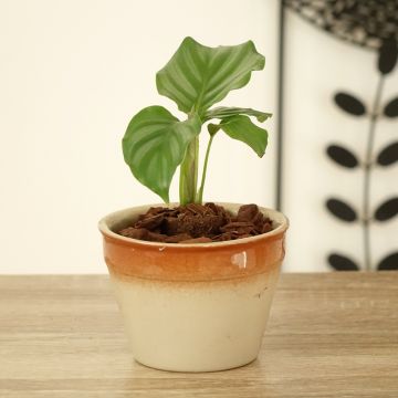 Calathea orbifolia