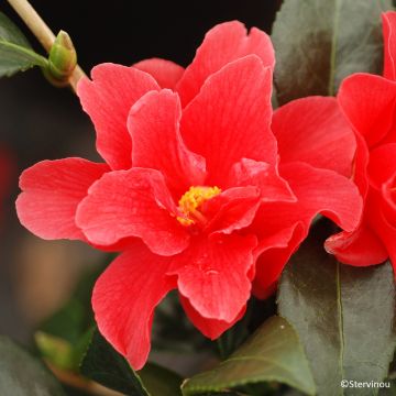 Camélia EG Waterhouse - Camellia (x) williamsii 