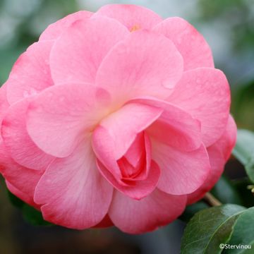 Camélia d'automne - Camellia sasanqua Fukusutsumi