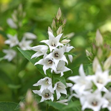 Campanula glomerata Superba - Campanule à bouquets