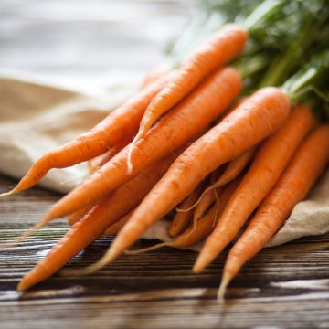 Carotte Nandor F1 - Daucus carota 