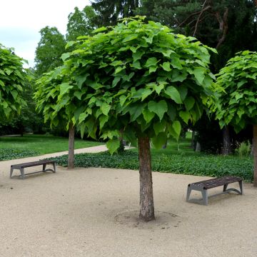 Catalpa bignonioides Nana - Catalpa boule.