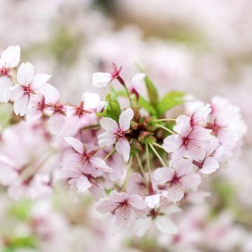 Cerisier à fleurs du Japon - Prunus nipponica Brillant