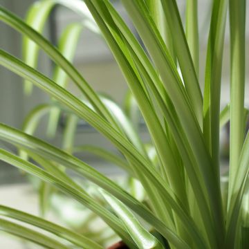 Chlorophytum nepalense – Graminée vivace à petites fleurs blanches en clochettes
