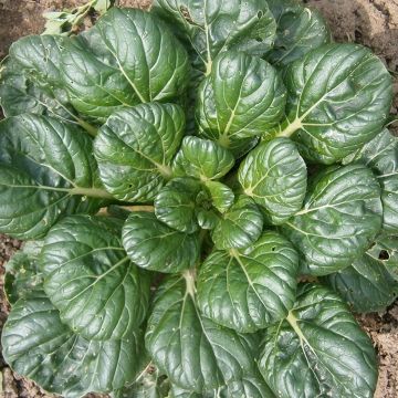 Chou de Chine Tatsoi Green Coin Bio
