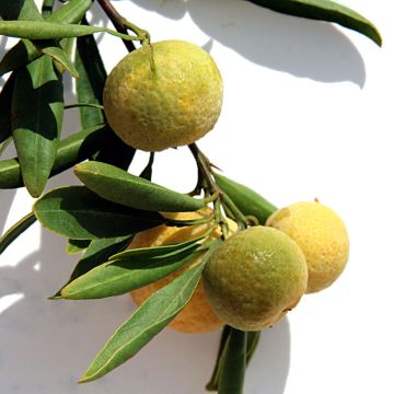 Poncirus trifoliata Flying Dragon - Citronnier épineux