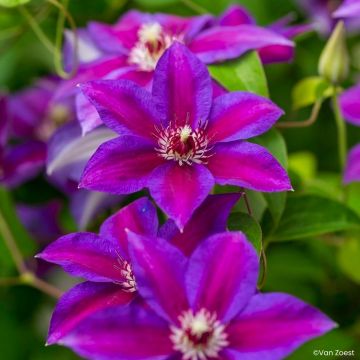Clématite - Clematis Nelly Moser