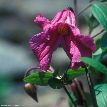 Clématite - Clematis Savannah Evipo015