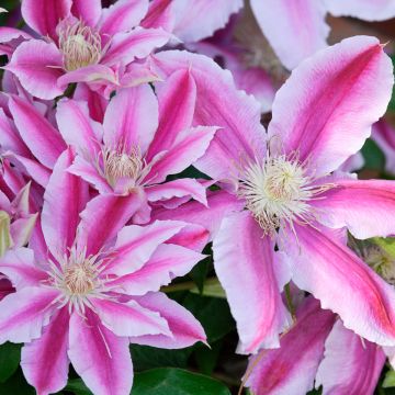 Clématite - Clematis Sugar Candy