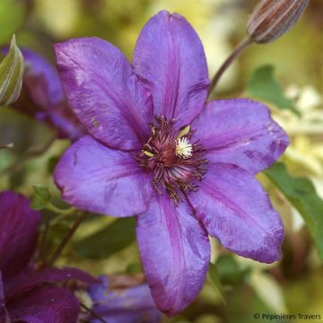 Clématite - Clematis Versailles