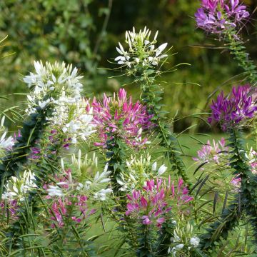 Cléome épineux en mélange Colour Fountain - Cleome spinosa