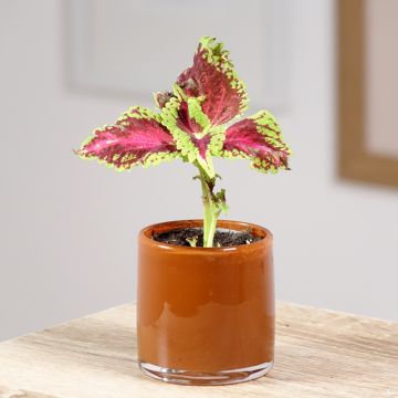 Coleus Le Freak