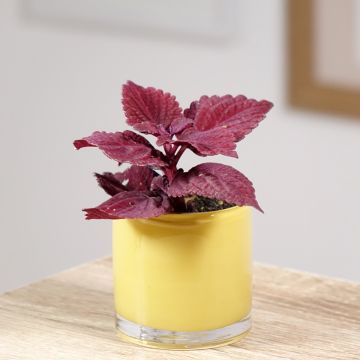 Coleus MS Second Street