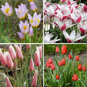 Collection 50 Tulipes Sauvages