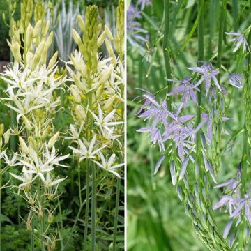 Collection Camassia Blanc et Bleu