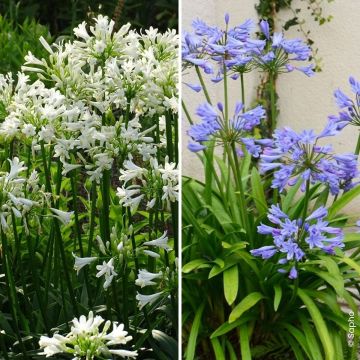 Collection Duo d'Agapanthes Pitchoune 