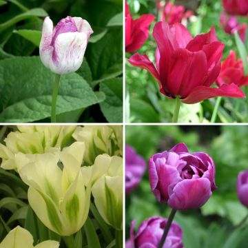 Collection Tulipes bucoliques