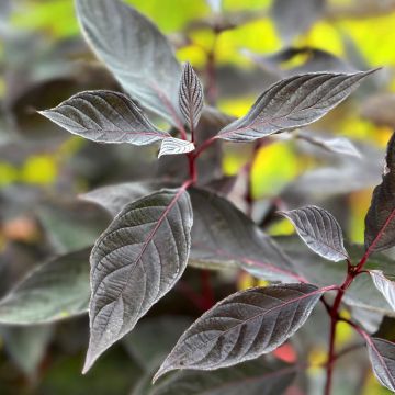 Cornus alba Miracle - Cornouiller blanc 