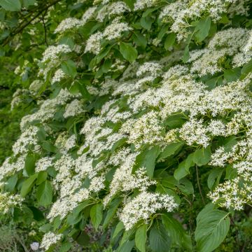 Cornus controversa Pagoda - Cornouiller des Pagodes