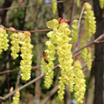 Corylopsis willmottiae Spring Purple - Faux noisetier de Chine à feuilles pourpres