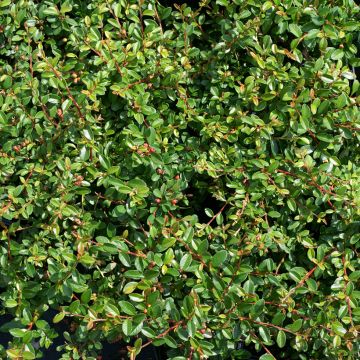 Cotonéaster Skogholm
