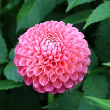 Dahlia balle Jowey Provence