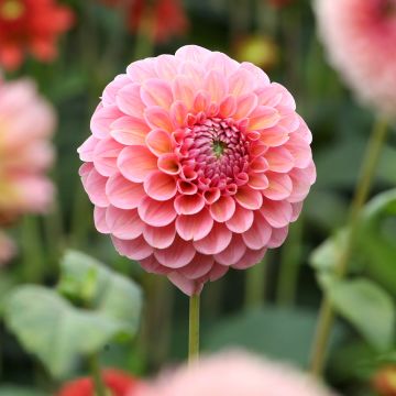 Dahlia balle Quinty