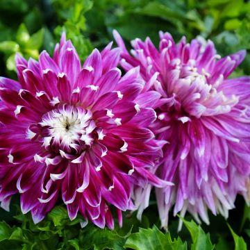 Dahlia cactus Vancouver