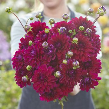 Dahlia décoratif Erna Panzer