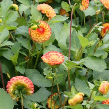 Dahlia Pompon Little Beeswing