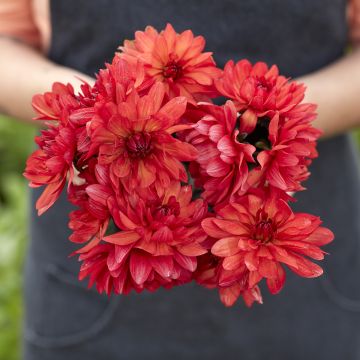 Dahlia Onesta
