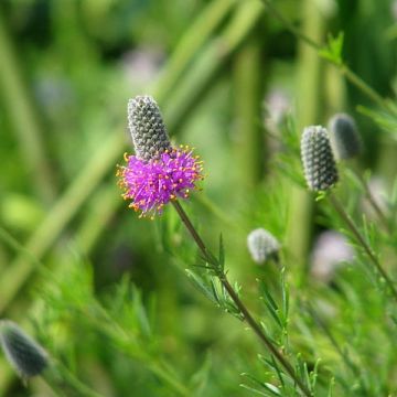 Dalea purpurea - Petalostemon, Trèfle pourpre des prairies
