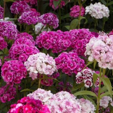 Oeillet de Poète à fleurs doubles en mélange - Dianthus barbatus