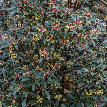 Poivre de Tasmanie - Drimys Red Spice