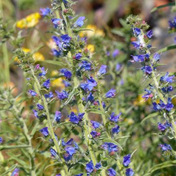 Graines de Vipérine commune - Echium vulgare
